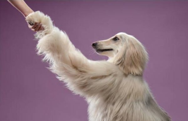 至尊配资 狗狗反训练你5招，你中了几招？真相让人意外