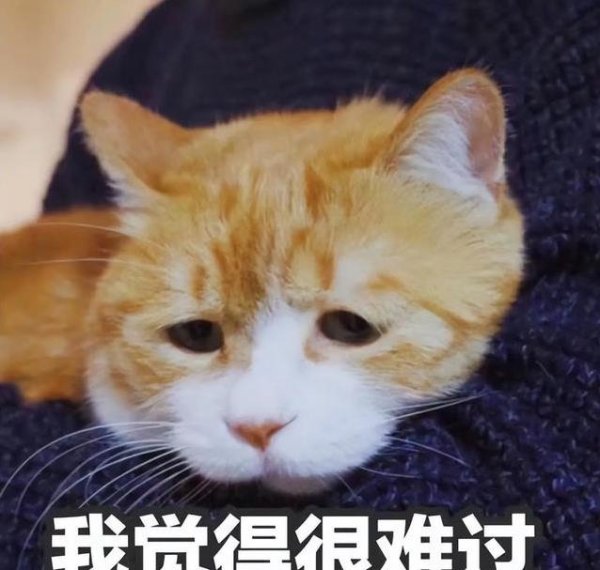 金贝街 胖橘被送走躲窗帘不吃不喝，小奶猫却在新家跑酷，差别咋这么大？