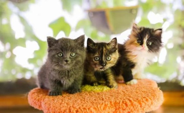 优配物料 三只奶猫长大了，话痨玳瑁超会拆鞋带，谁来给她们新家？